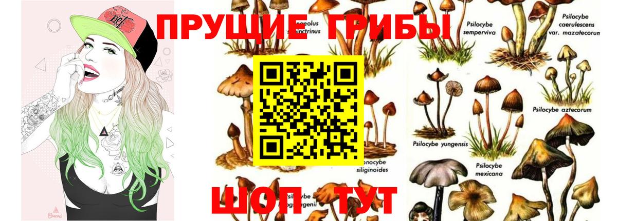 Кингисепп  Псилоцибиновые грибы Psilocybe  Вход с VPN  Галлюциногенные грибы GOLDEN TEACHER 